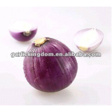 New Crop Red Shallot